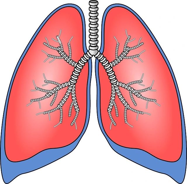 An illustration of the lungs.